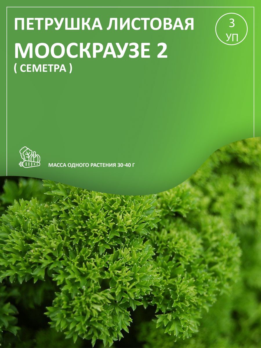 Петрушка мооскраузе 2 описание сорта фото