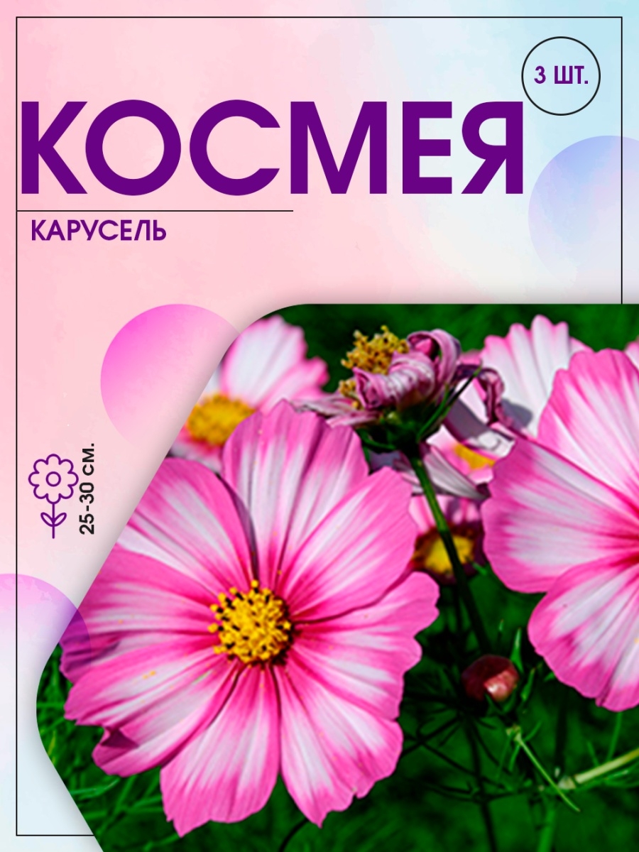 Космея схема посадки