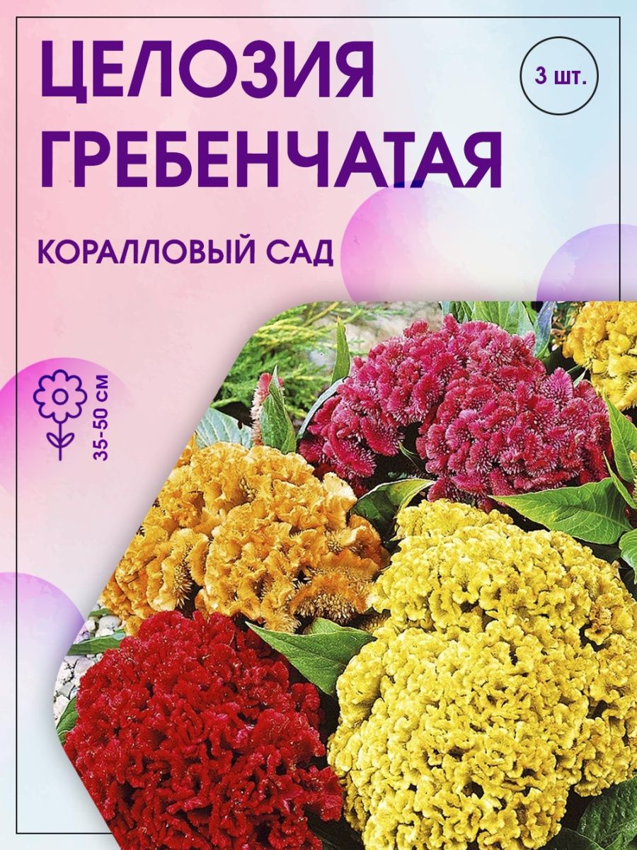 Целозия гребенчатая коралловый сад