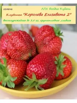 Клубника "Королева Елизавета 2", семена 30 шт