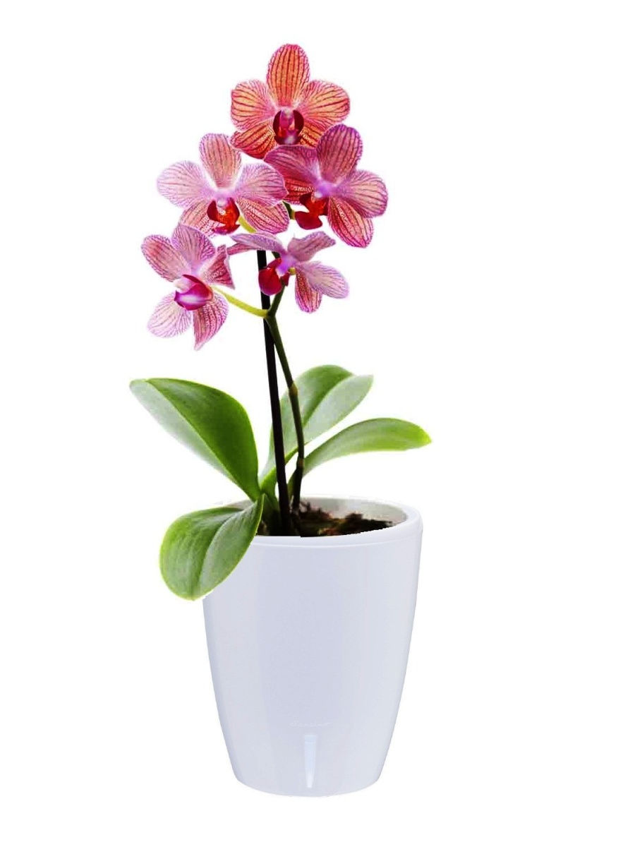 Орхидеи в горшке интернет магазин. Фаленопсис d12. Фаленопсис Цветущий d12 h55. Тигровая Орхидея. Фаленопсис тигровый.