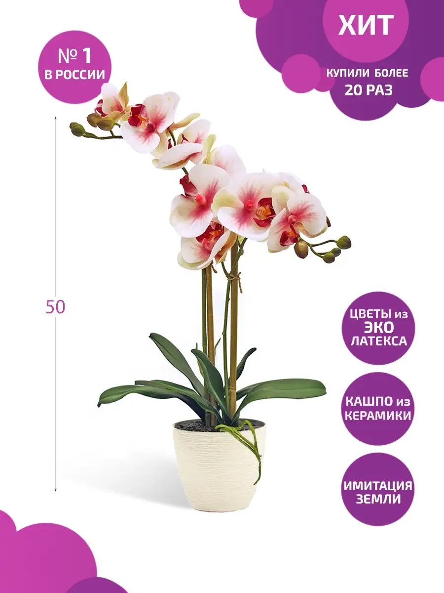 Стоковые фотографии по запросу Орхидеи
