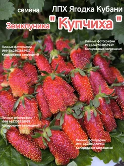 Клубника земклуника " Купчиха " семена 30шт