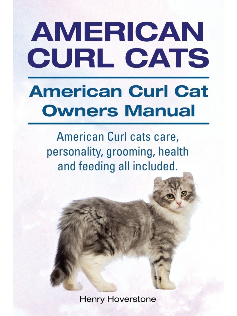 american curl cat