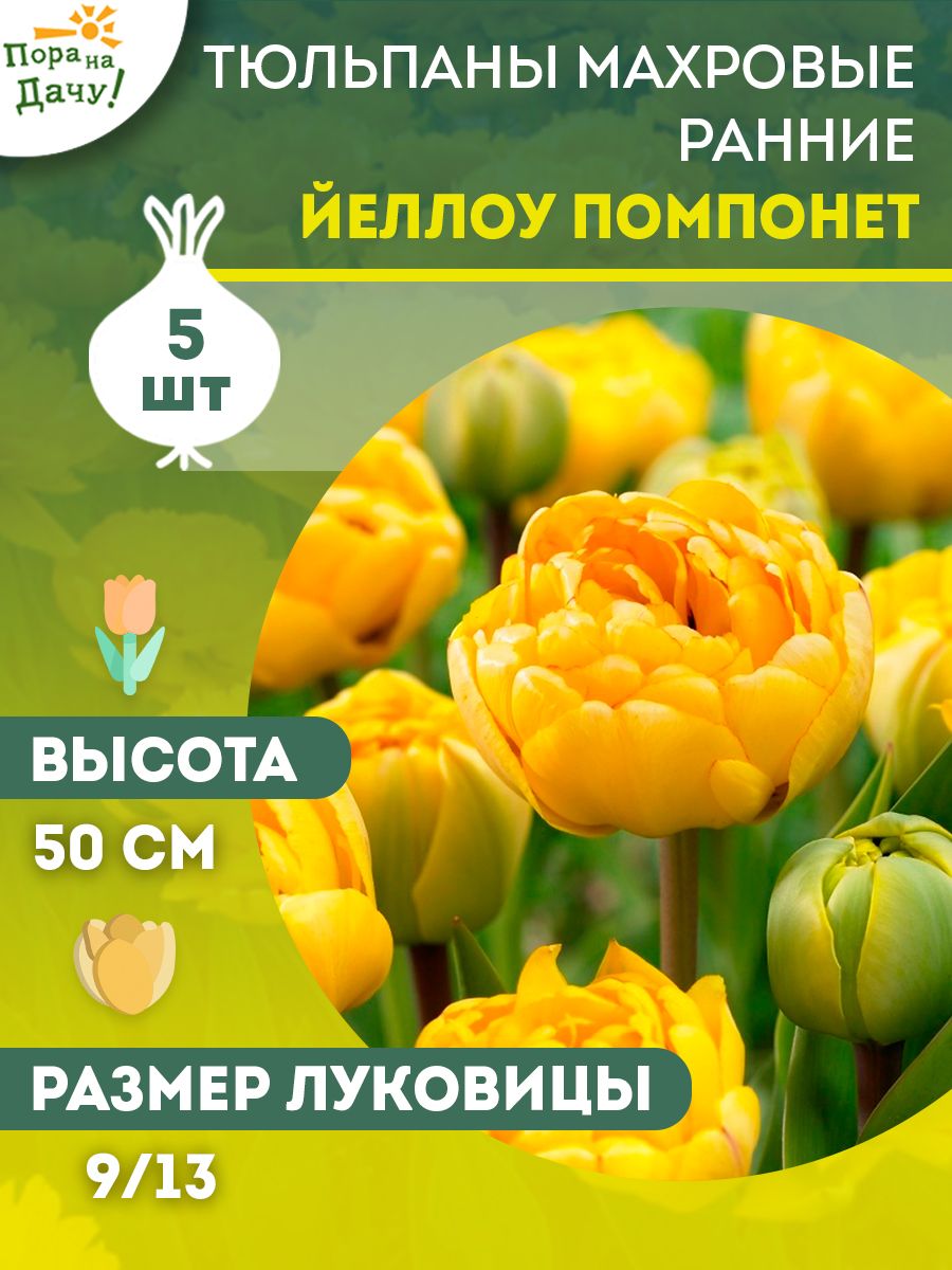 Тюльпан махровый поздний Yellow Pomponette