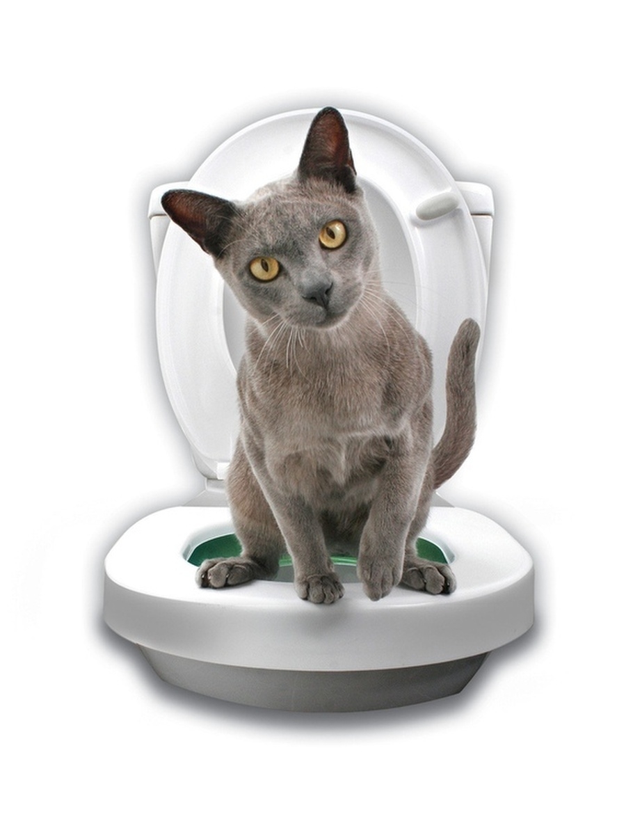 Туалет для кота. Litter Kwitter. Система приучения кошек к унитазу citi Kitty Cat Toilet Training Kit. Комплект Litter Kwitter 