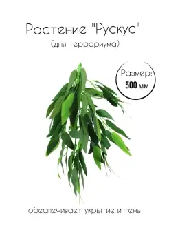 Растение "Рускус" для террариумов