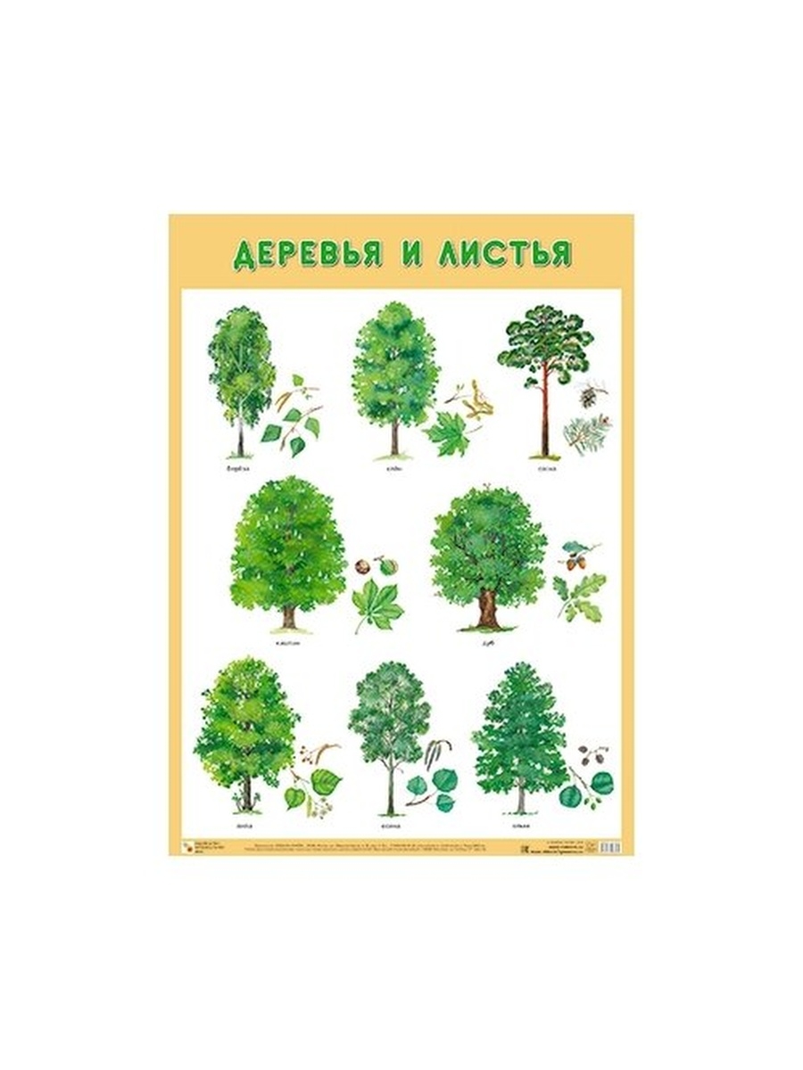Развивающие плакаты. Деревья и листья
