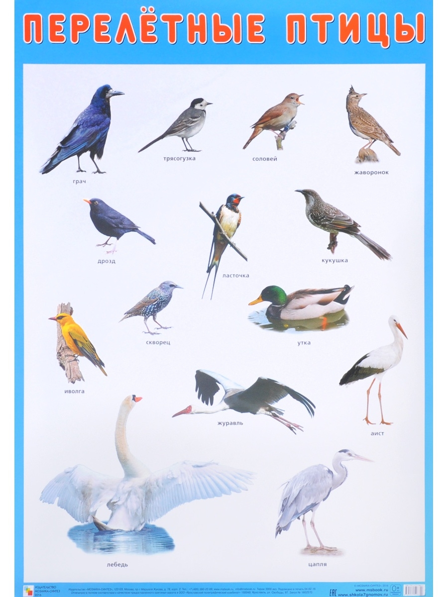 перелетные и зимующие птицы картинки с названиями