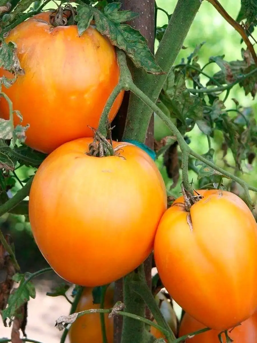 Медовый спас томаты урожайность. Томат медовый спас. Сорт томатов хурма. Томат хурма желтая. Томат хурма хурма.