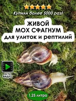 Живой мох сфагнум для улиток, рептилий