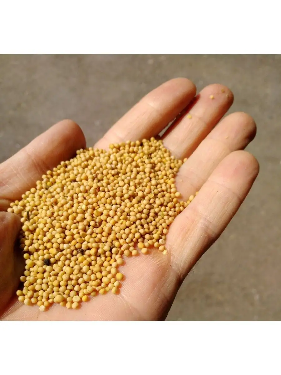 Горчица семена сидерат. Семя горчицы сколько. Горчичное семя. Семя горчицы сколько. Семя горчицы сколько.