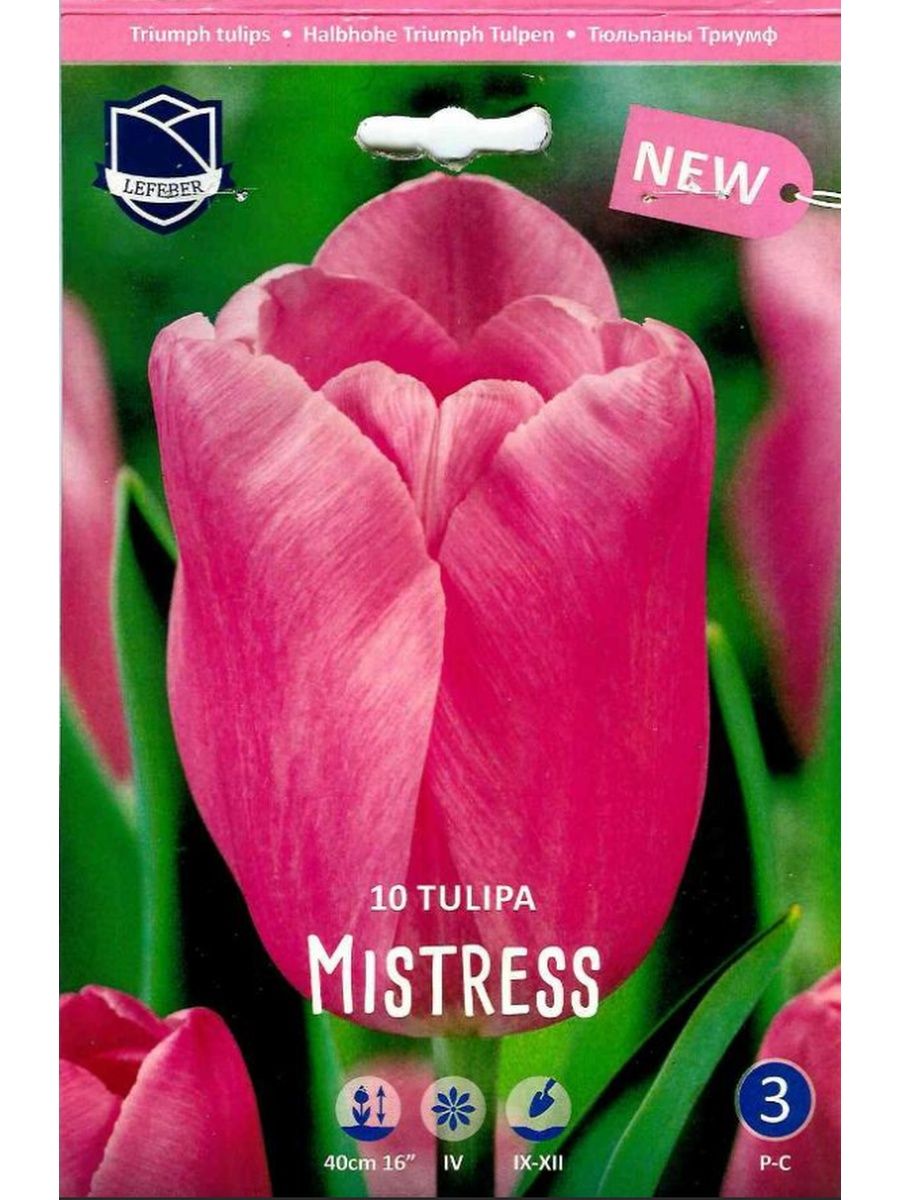 Тюльпан mistress фото и описание
