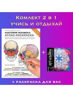 Анатомия человека атлас-раскраска