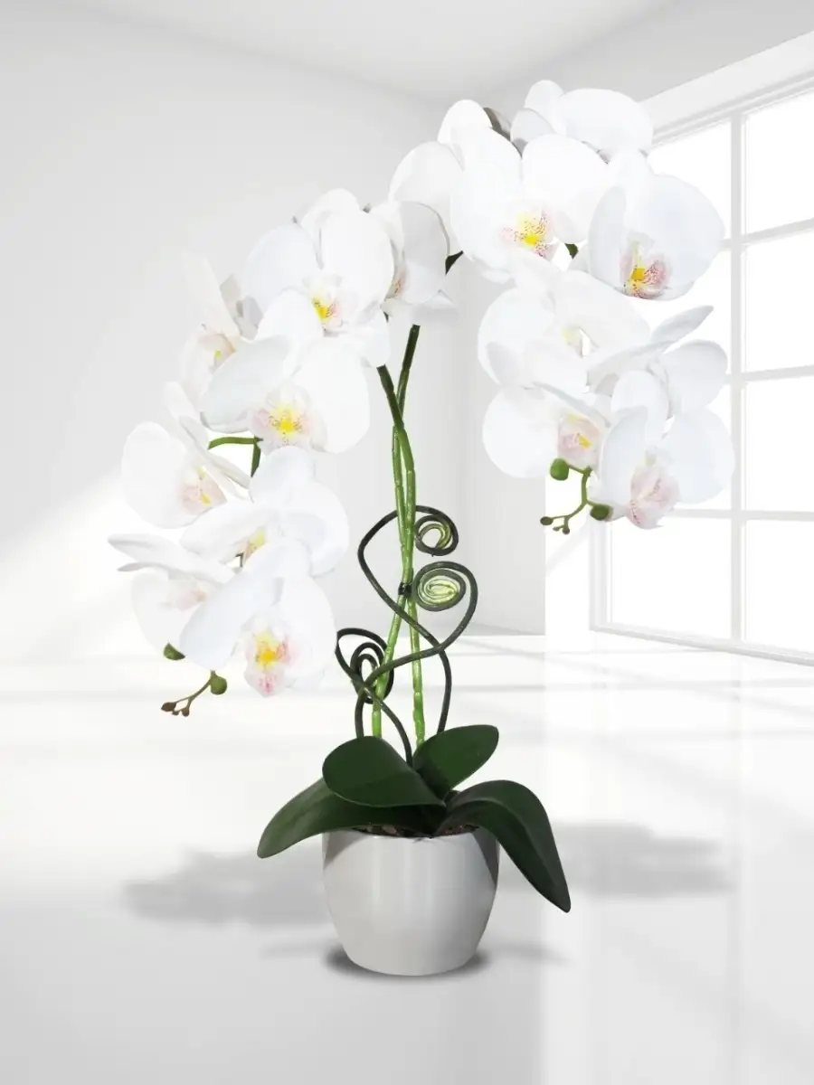 Очарование орхидей в интерьере