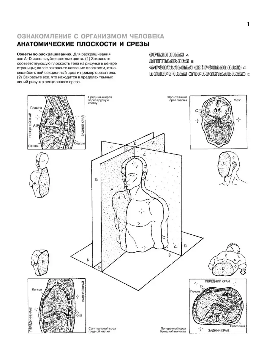 Плоскости тела человека анатомия рисунок